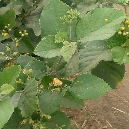 Cordia lutea Leaf