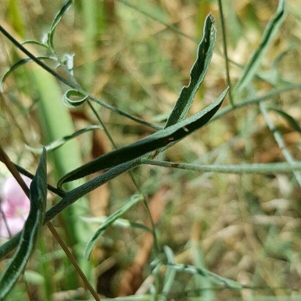 Convolvulus cantabrica Листок