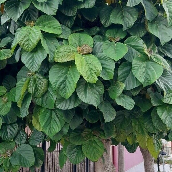 Ficus auriculata Elinympäristö