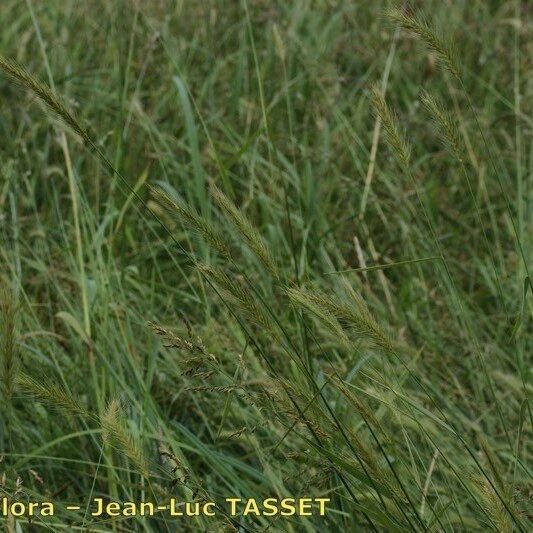 Hordeum secalinum Plante entière