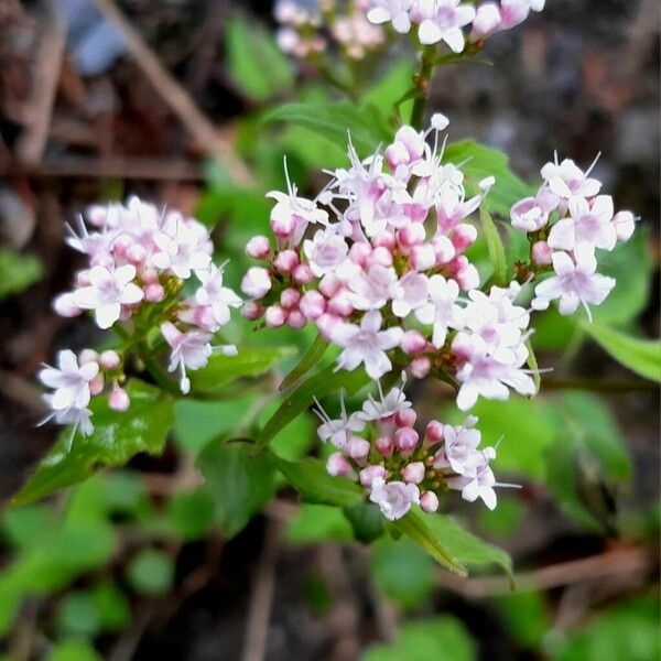 Valeriana montana Flower