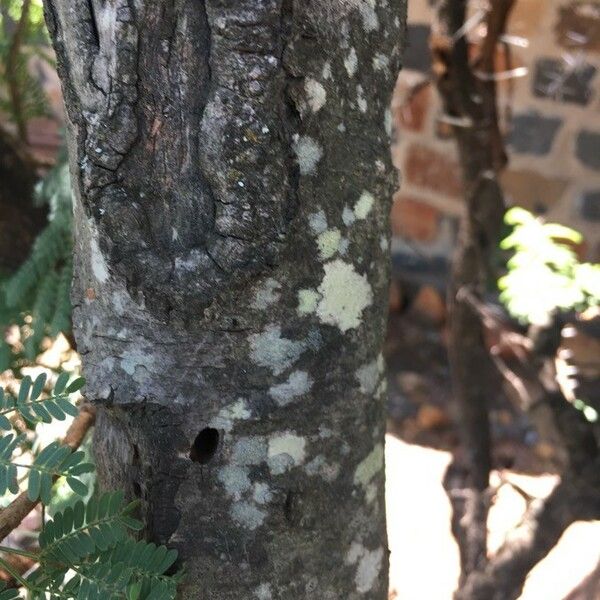 Acacia farnesiana 樹皮