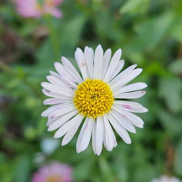 Erigeron karvinskianus Квітка