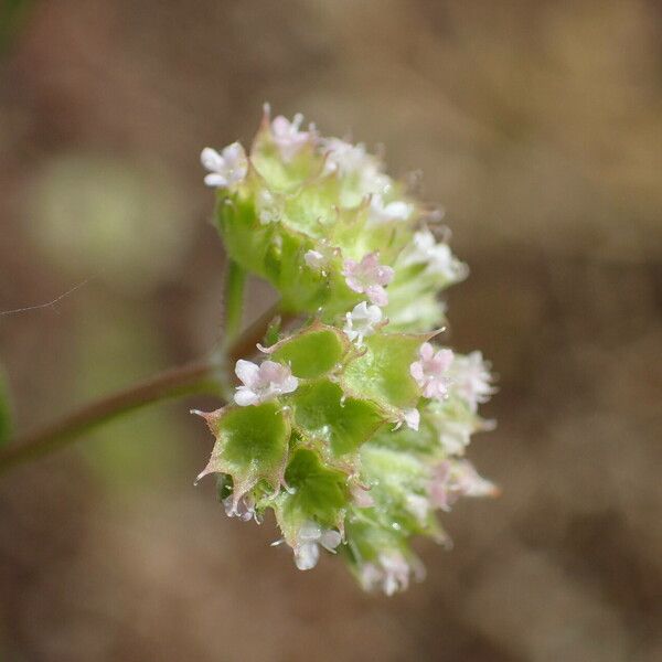 Valeriana coronata Квітка