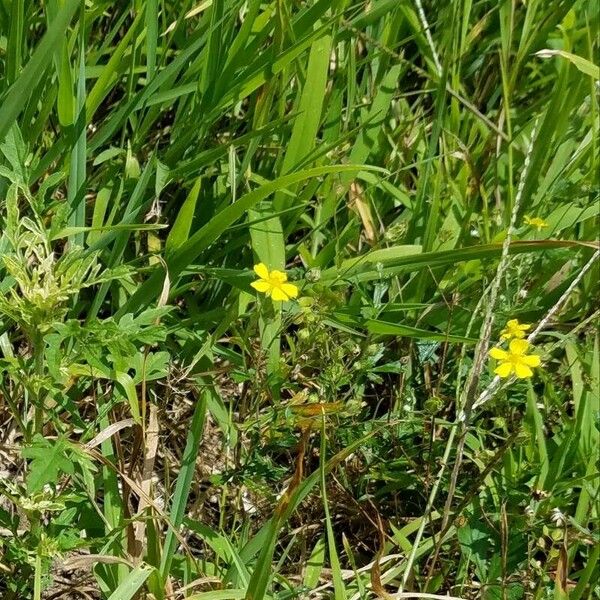 Potentilla argentea Flower