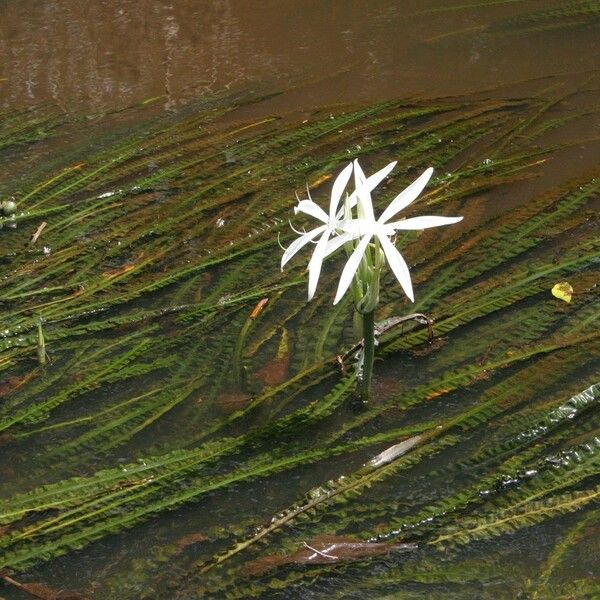 Crinum natans Drugo