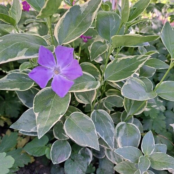 Vinca major Hábito