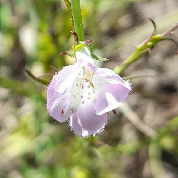 Agalinis communis Blomst