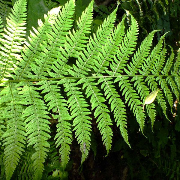 Dryopteris dilatata ഇല