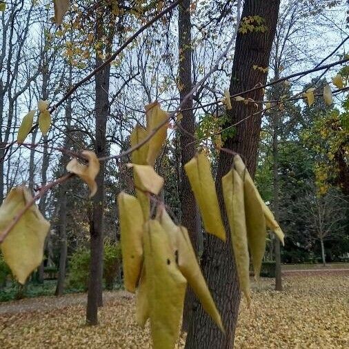 Diospyros virginiana Blatt