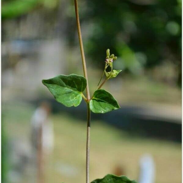 Boerhavia erecta Лист