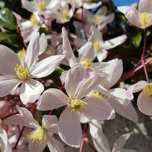 Clematis montana Blomst