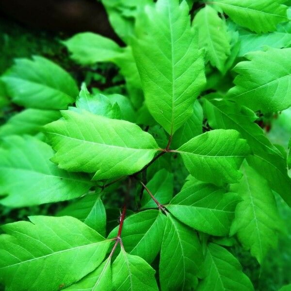 Acer cissifolium Leaf