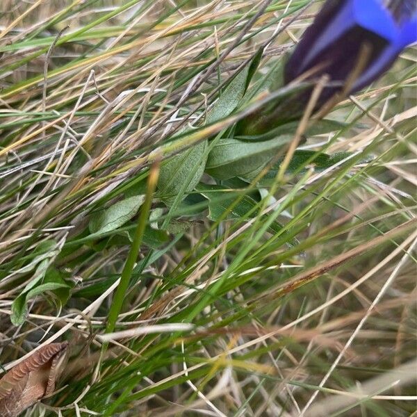 Gentiana pneumonanthe 葉