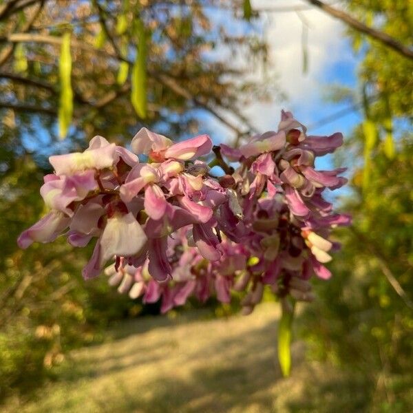 Gliricidia sepium Flor