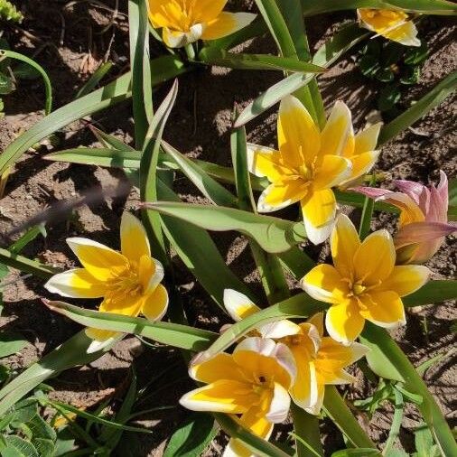 Tulipa tarda عادت داشتن