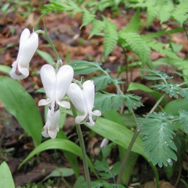 Dicentra canadensis Habitus