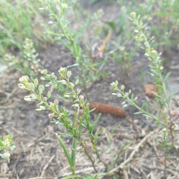 Lepidium ruderale 葉