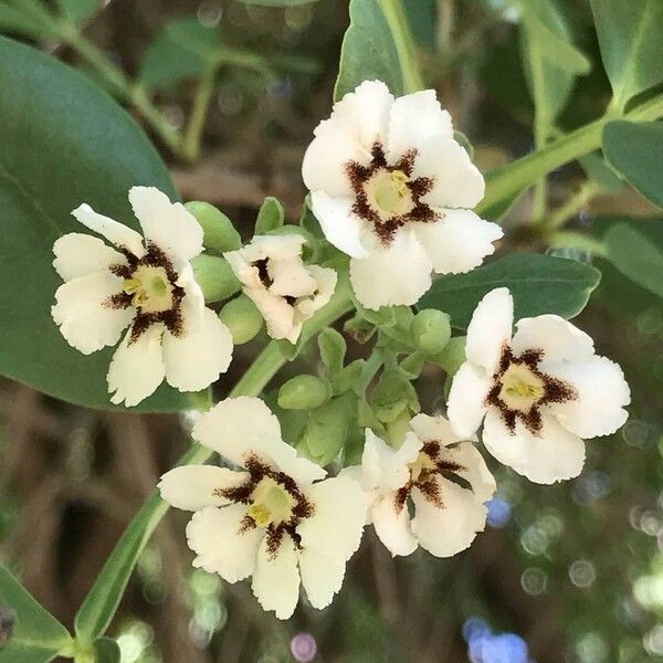 Schrebera alata Blüte