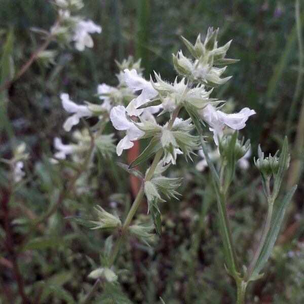 Stachys annua Flower