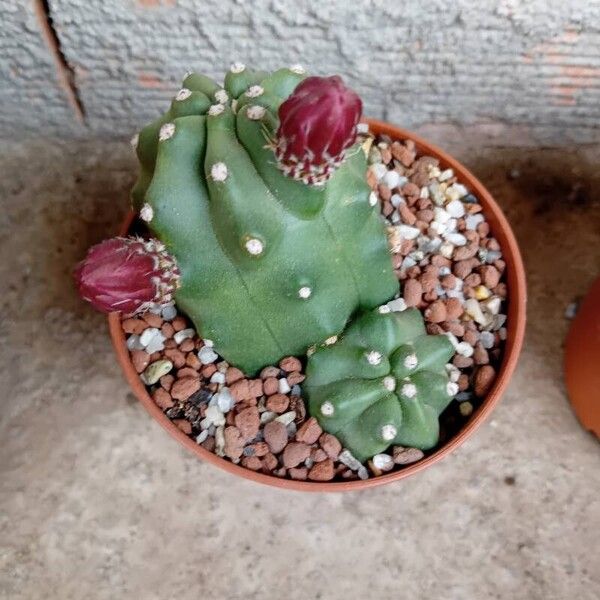 Echinocereus triglochidiatus Blad