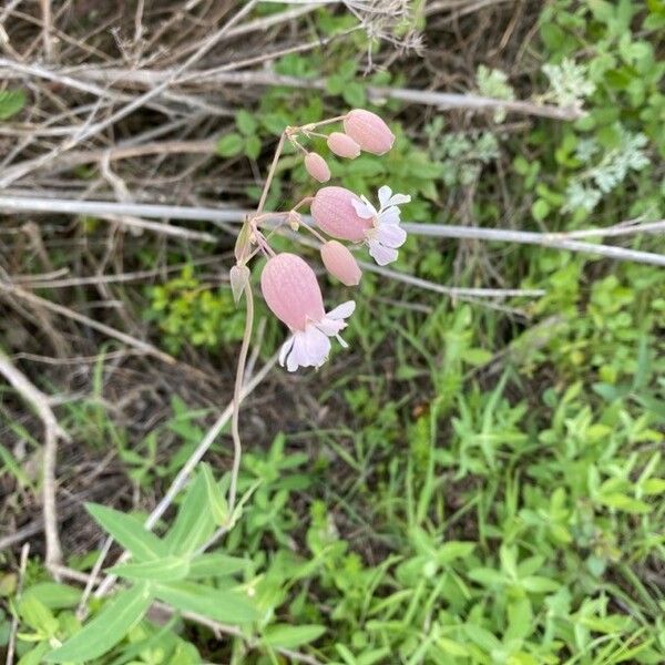 Silene vulgaris Цветок