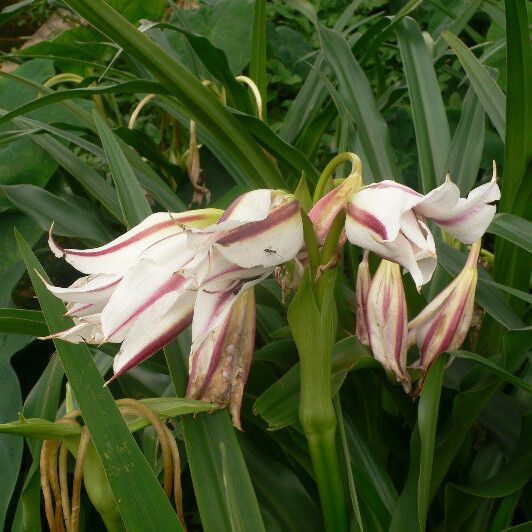 Crinum × amabile Flower