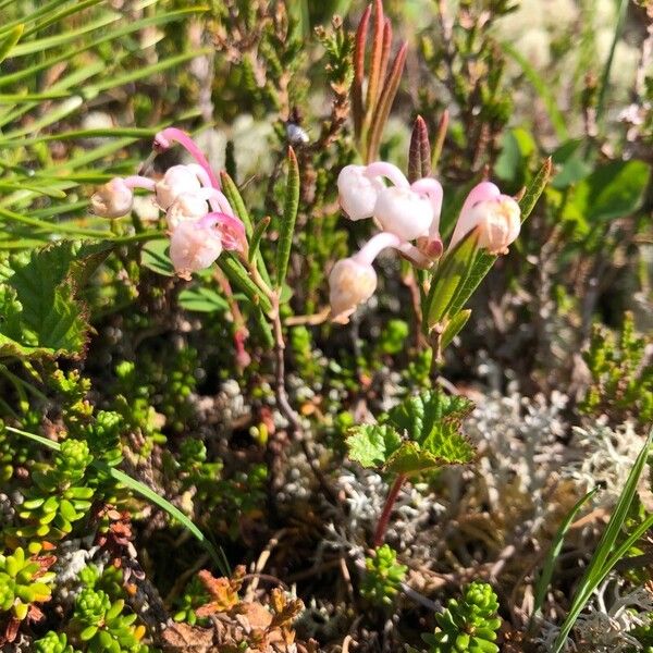 Andromeda polifolia Хабит