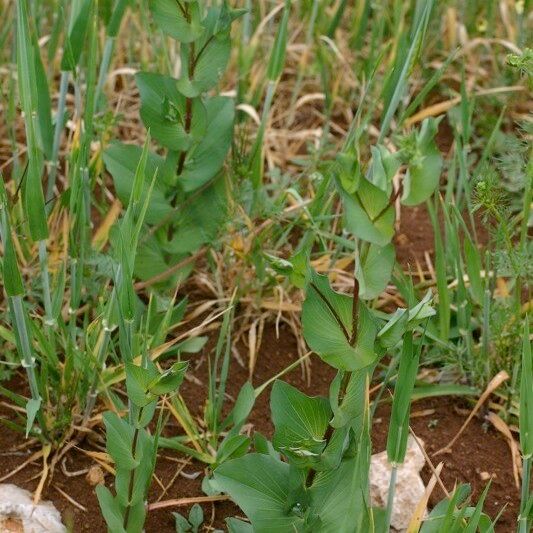 Bupleurum subovatum Habit