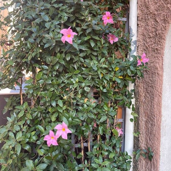 Mandevilla laxa Fleur