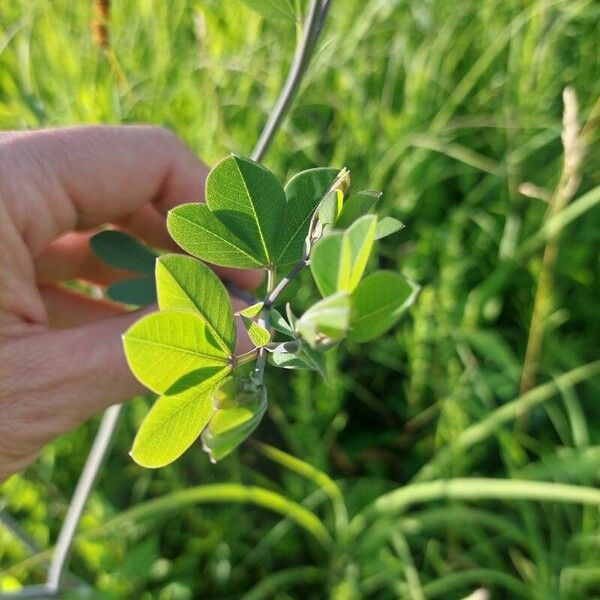 Baptisia alba पत्ता