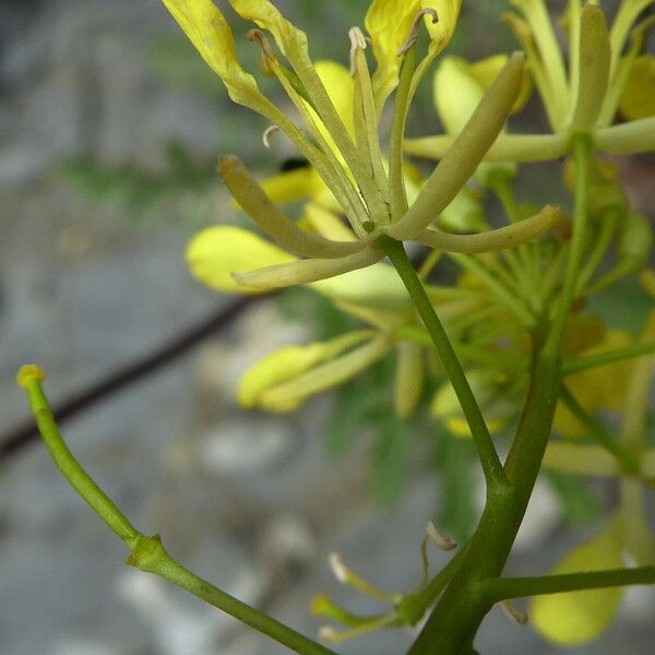 Erucastrum nasturtiifolium Owoc