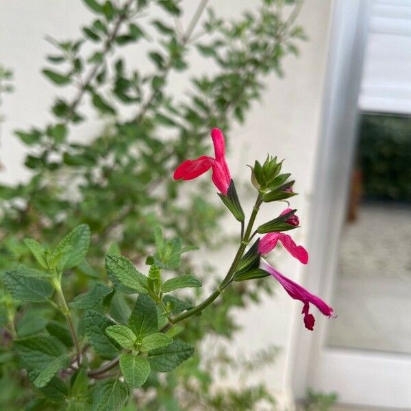 Salvia microphylla Blüte