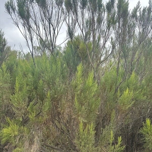 Baccharis pilularis Fulla