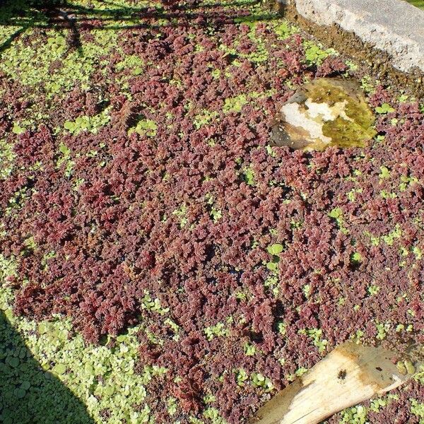 Azolla filiculoides Hábito