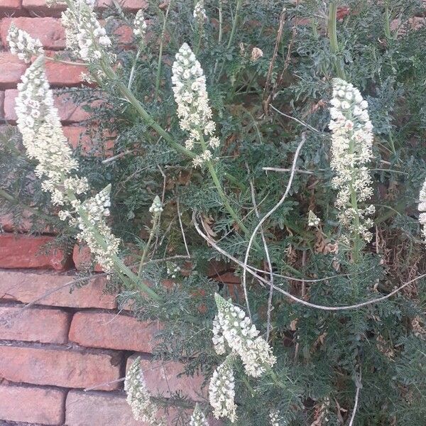 Reseda alba Flower