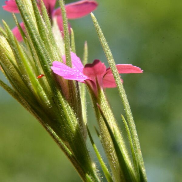 Dianthus armeria 花