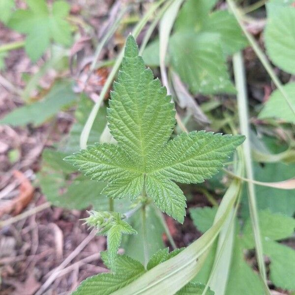 Humulus scandens Levél