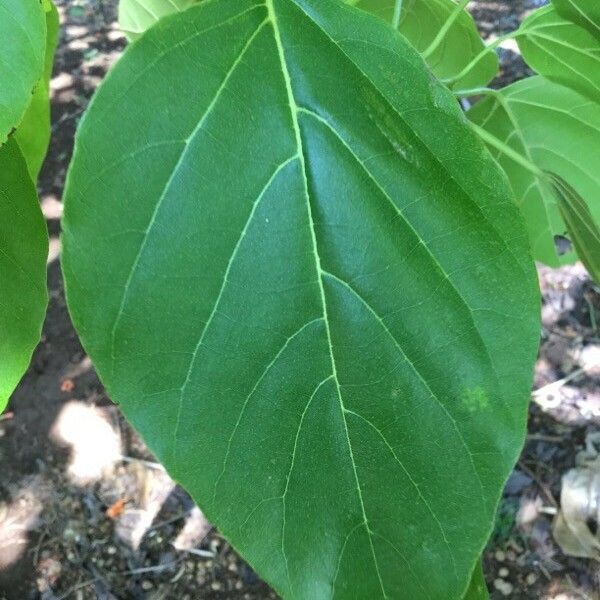 Cordia subcordata Leaf