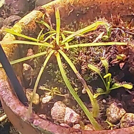 Drosera capensis ᱥᱟᱠᱟᱢ