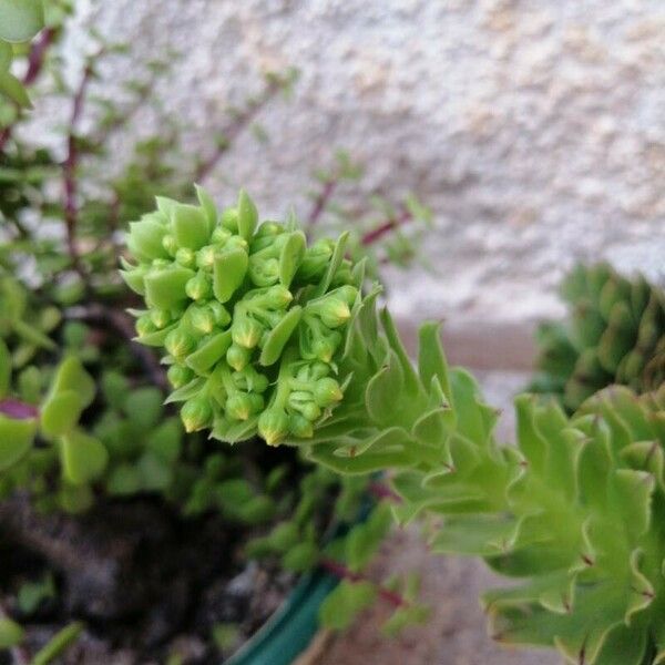 Aeonium canariense Cvet