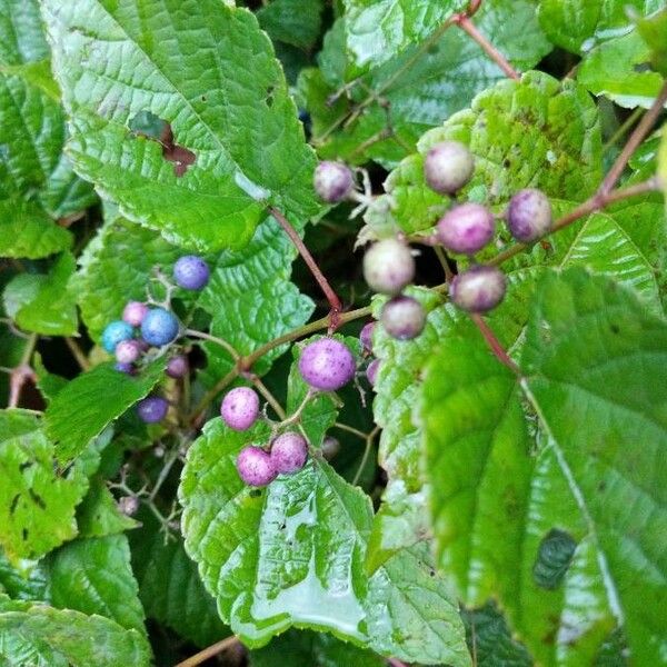 Ampelopsis cordata Plod