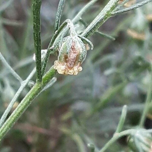 Artemisia californica Flower