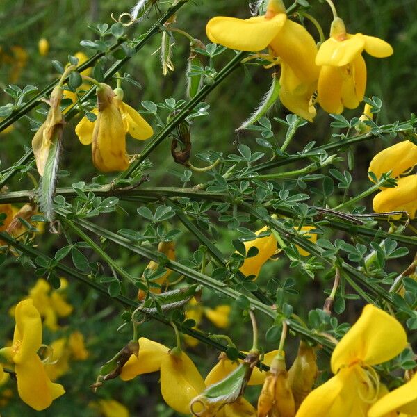 Cytisus scoparius Flower