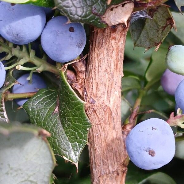 Berberis aquifolium Escorça