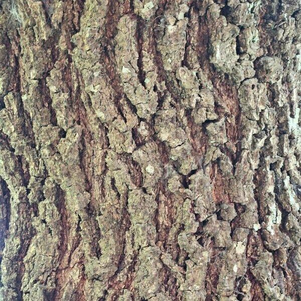 Quercus virginiana 树皮