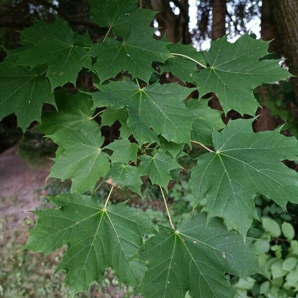 Acer platanoides Leaf