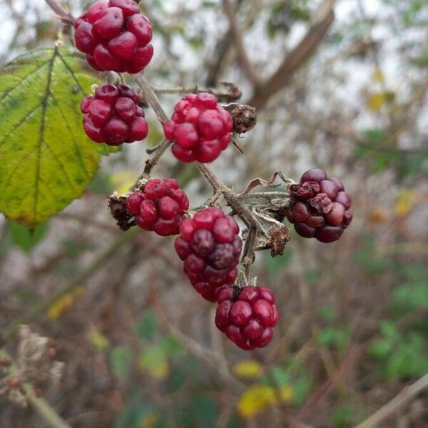 Rubus fruticosus 果実