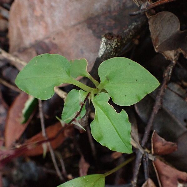 Malaxis weberbaueriana 葉