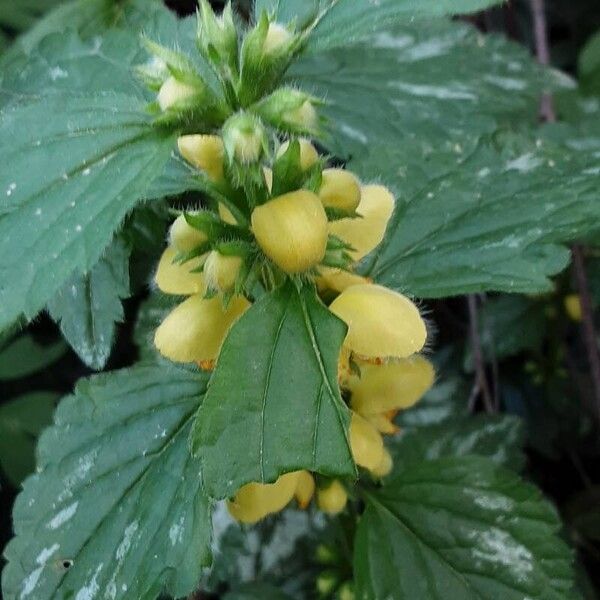 Lamium galeobdolon Flower